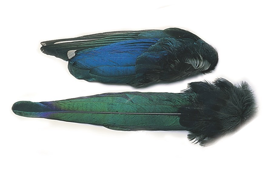 Magpie whole wings