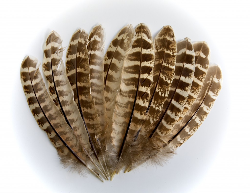 Hen Pheasant Wing Quills