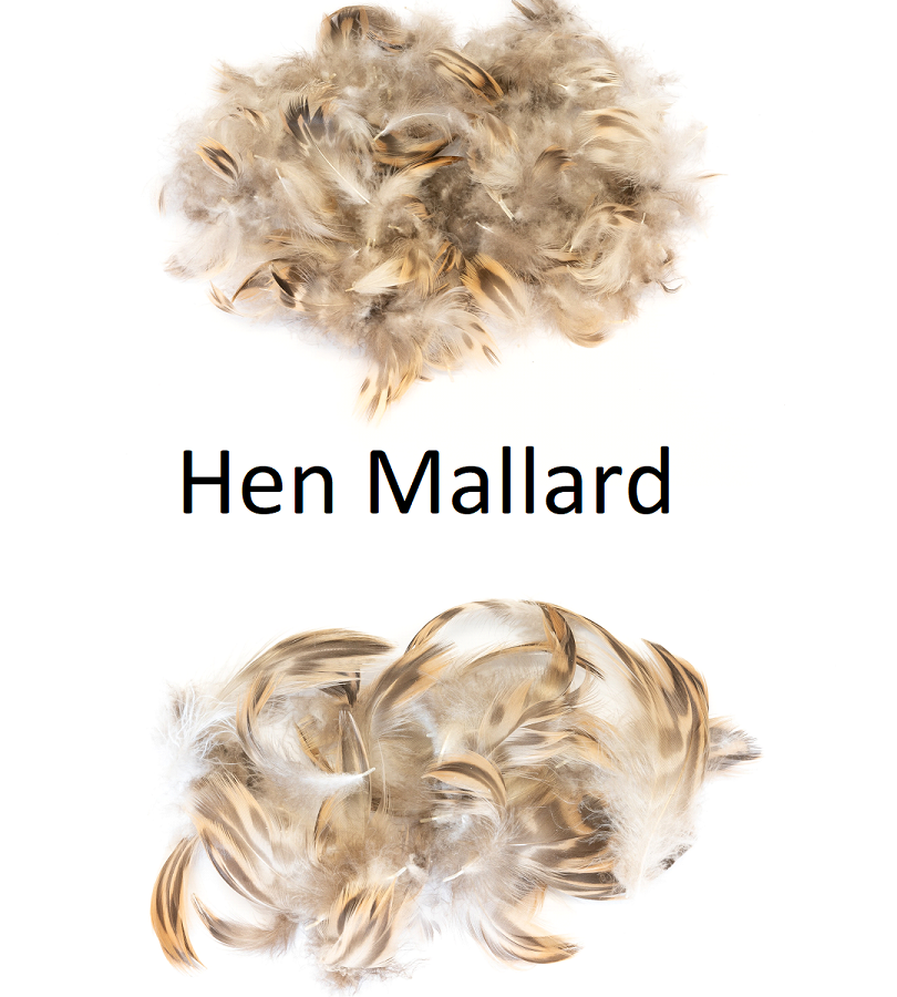Hen Mallard