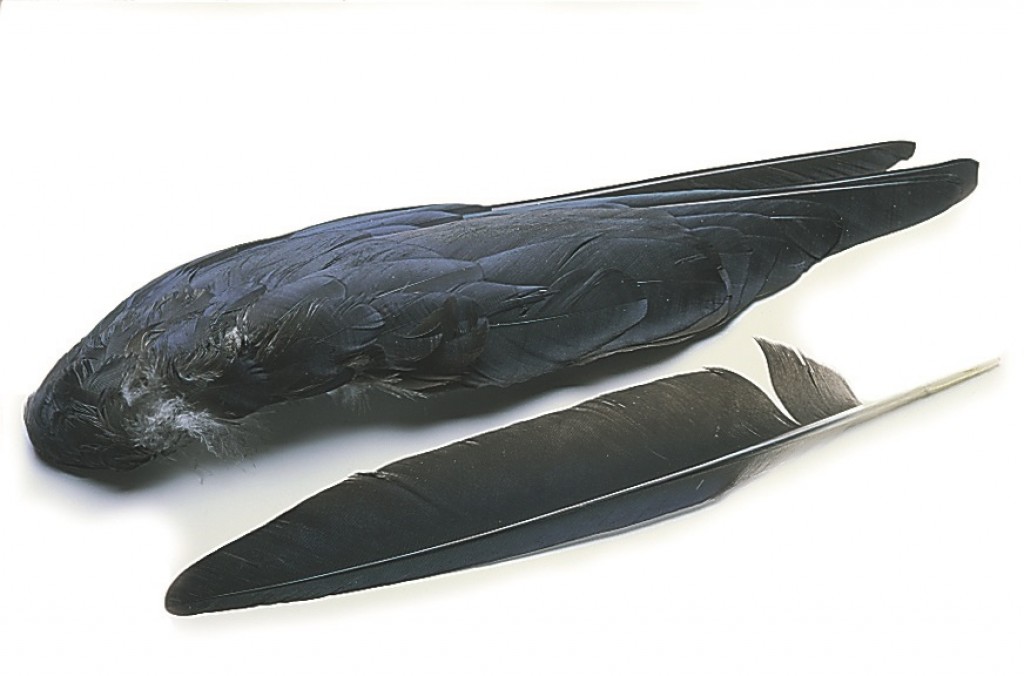 Crow whole wings