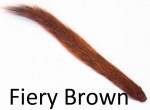 Grey Squirrel tail