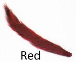 Grey Squirrel tail