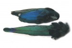 Magpie whole tail