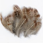 English Partridge Grey Flank