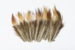 Cock Pheasant Plumages