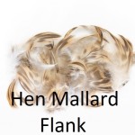 Hen Mallard