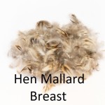Hen Mallard