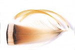 Golden Pheasant & Amherst Tippet & Topping Feathers