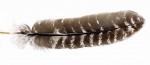 Turkey natural Barred Wing Quills