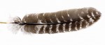 Turkey natural Barred Wing Quills