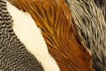 Veniard Genetic Hen Capes - New Colours 2025