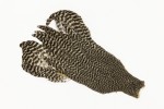 Veniard Genetic Hen Capes - New Colours 2025