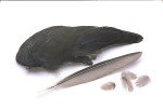Moorhen Wings